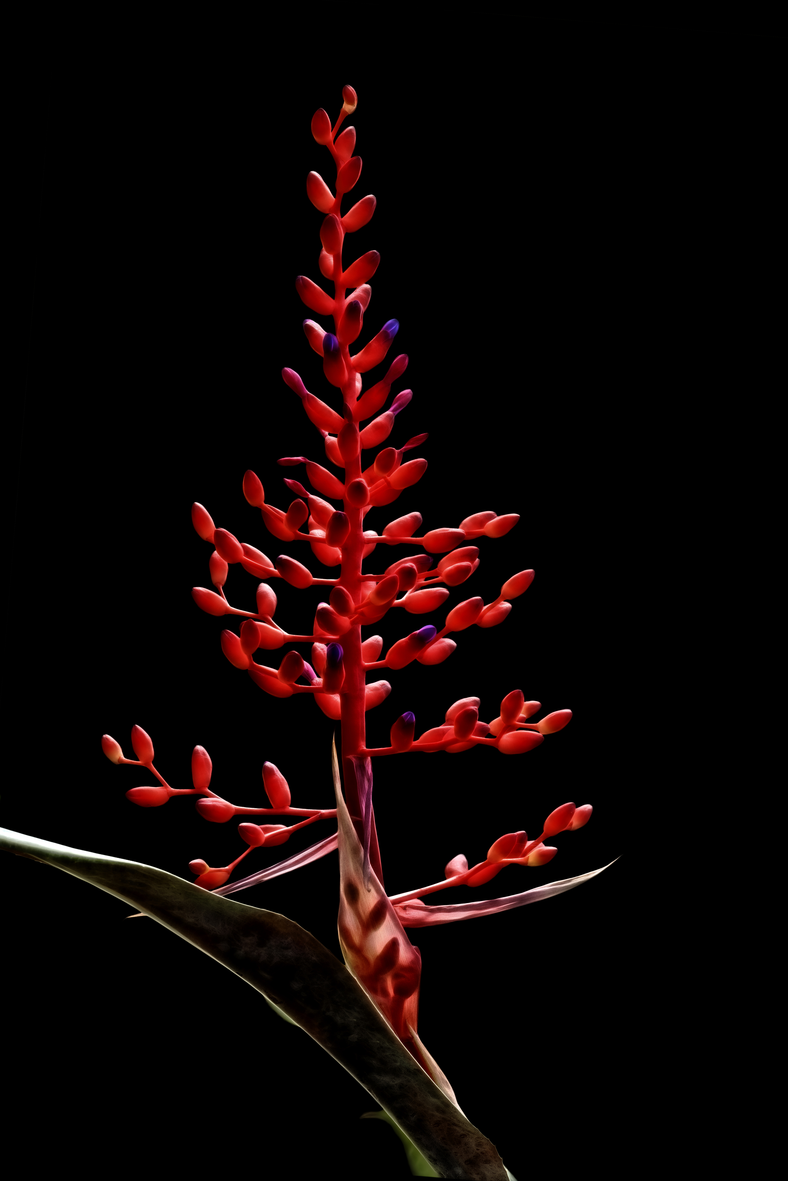 OMP - S3-Aechmea fulgens 