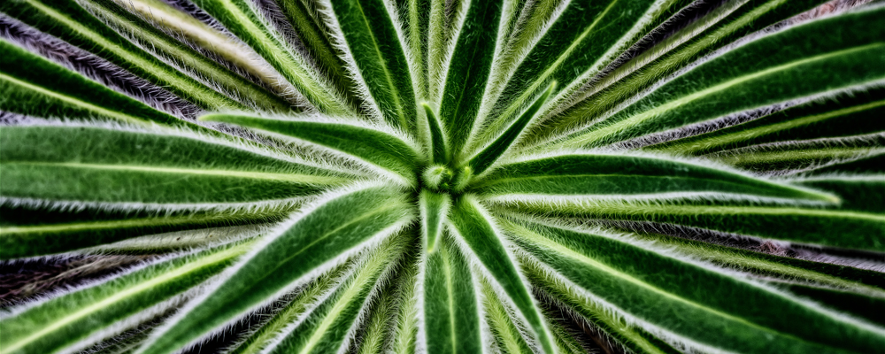 OMP - S3-Echium wildpretii