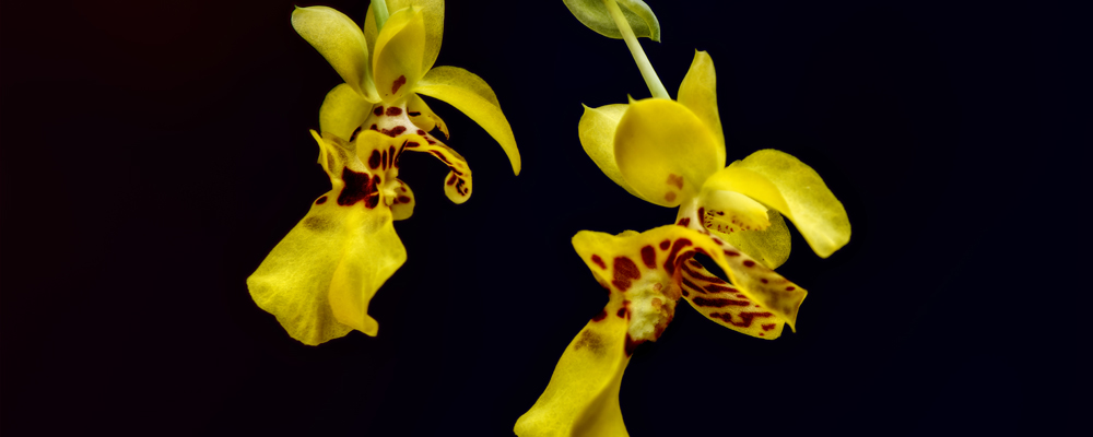 OMP - S3-Lockhartia oerstedii
