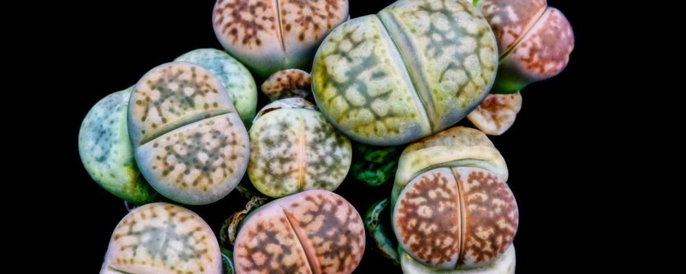 OMP - S4- Lithops gesinae 