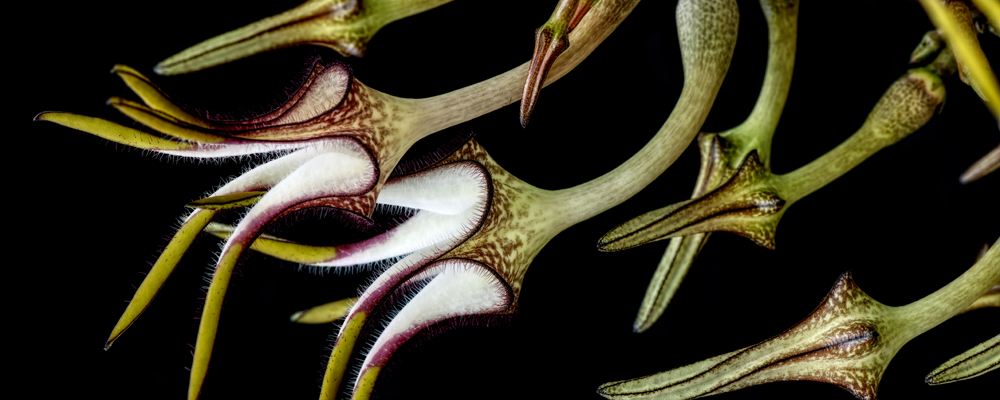 OMP - S4-Ceropegia stapeliiformis